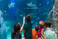 Phoenix SEA LIFE Aquarium Admission thumbnail 5