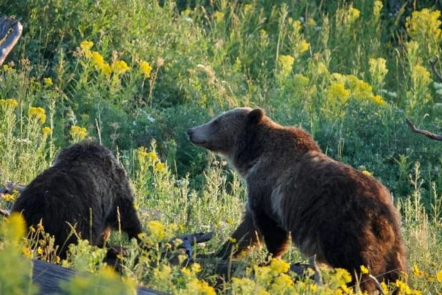 Yellowstone Guided Day Tour - Image 2
