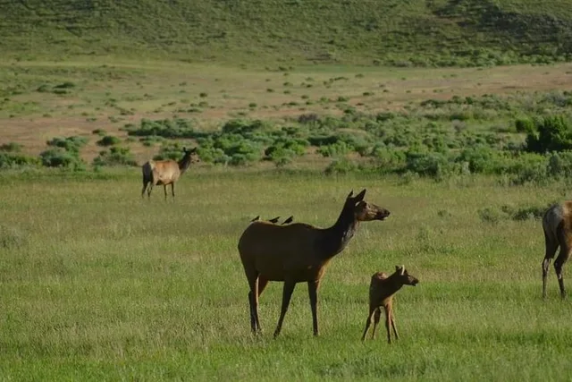 Yellowstone Private Day Tour in Lamar Valley - Image 4