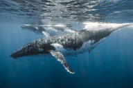 Honolulu Whale Watching and Coastal Swimming Tour thumbnail 2