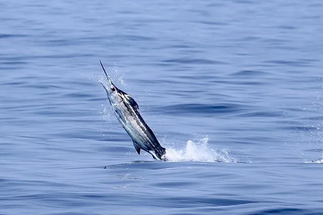 Kona Fishing Charter 8 Hr - Image 1