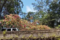Maui Black Sand Beach and Waterfalls Tour thumbnail 6