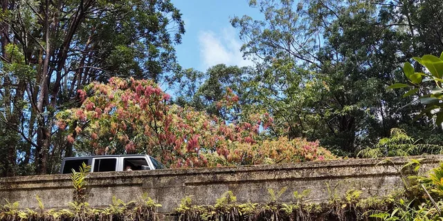 Maui Black Sand Beach and Waterfalls Tour - Image 6