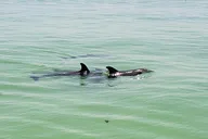St. Petersburg Dolphin Watching Boat Tour thumbnail 5