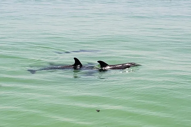 St. Petersburg Dolphin Watching Boat Tour - Image 5