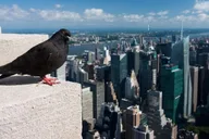 New York Empire State Building Observatory Tour thumbnail 3