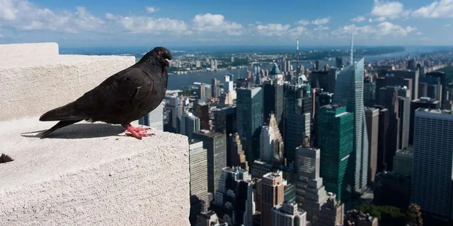 New York Empire State Building Observatory Tour - Image 3