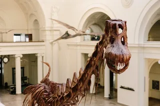 Chicago Field Museum Early Access Tour
