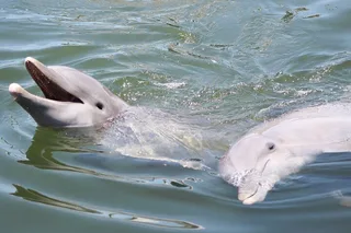 Savannah Dolphin and Birding Cruise at Sunset