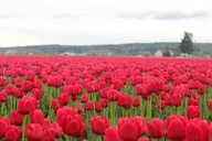 Skagit Valley Tulip Festival Tour thumbnail 6