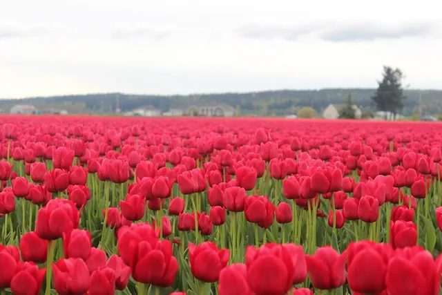 Skagit Valley Tulip Festival Tour - Image 6