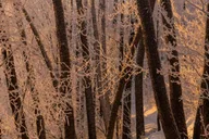 Anchorage Winter Wonderland Photo Tour 4 hr thumbnail 6