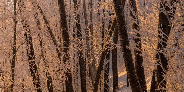 Anchorage Winter Wonderland Photo Tour 4 hr - Image 6