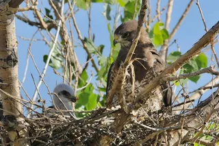 Denver Birds of Prey Tour with Lunch 9 hr