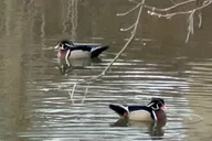 New York City Birdwatching Tour thumbnail 6