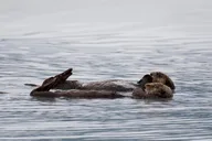 Seward Orca Quest Cruise 4 hr thumbnail 4
