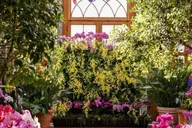 Boston Day Trip to New England Botanic Gardens thumbnail 4