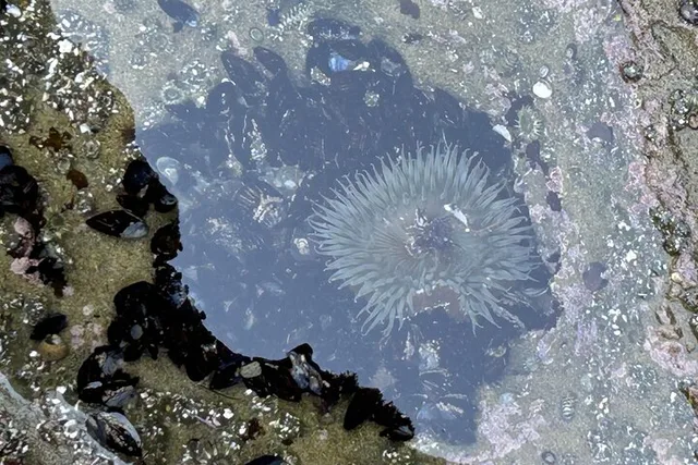 San Diego Tide Pool Tour - Image 6