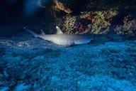 Oahu Night Dive for Certified Divers thumbnail 1