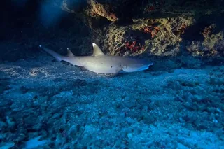 Oahu Night Dive for Certified Divers