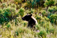 Bozeman Yellowstone and Grand Teton National Park Tour thumbnail 3