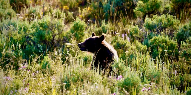 Bozeman Yellowstone and Grand Teton National Park Tour - Image 3