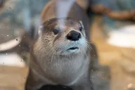 San Francisco Aquarium Tour 90 Min thumbnail 4