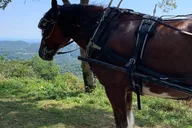 Blowing Rock Horse and Carriage Ride thumbnail 4