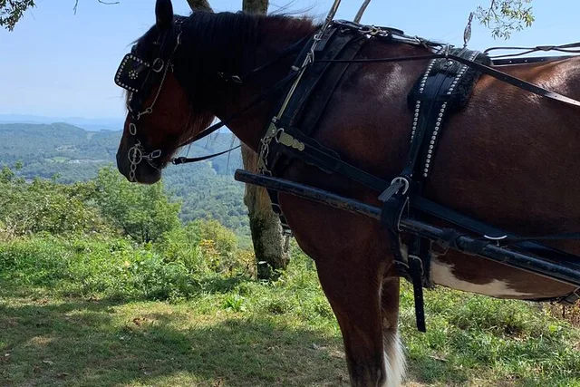 Blowing Rock Horse and Carriage Ride - Image 4