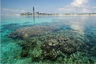 Key West Dry Tortugas Catamaran Day Trip thumbnail 4