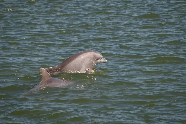 Savannah Dolphin and Birding Cruise at Sunset - Image 2