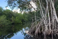 Everglades Mangrove Wilderness Boat Tour thumbnail 5