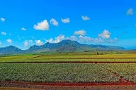 Oahu Circle Island Tour from Waikiki thumbnail 5