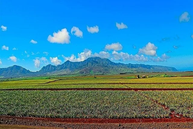 Oahu Circle Island Tour from Waikiki - Image 5