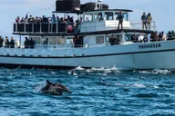 San Diego Dolphin and Whale-Watching Sunset Cruise thumbnail 2