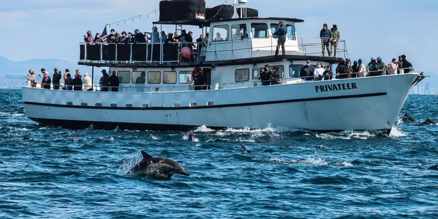 San Diego Dolphin and Whale-Watching Sunset Cruise - Image 2