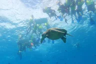 Oahu Snorkeling Adventure with Turtle and Water Scooter thumbnail 5