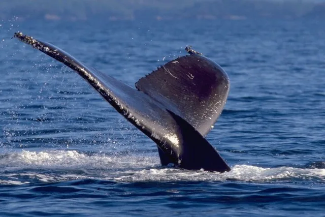 Ketchikan Whale Watching and Wilderness Dining - Image 4