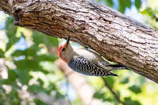 Charleston Birding Tour in Hampton Park