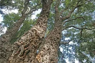 San Diego Scenic and Botanical Tour thumbnail 2
