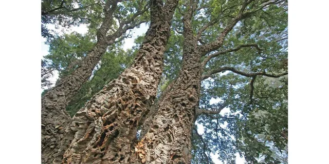San Diego Scenic and Botanical Tour - Image 2
