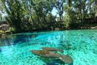 Crystal River Paddle Board Rental thumbnail 3