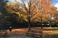 New York City Walking Tour: Mount Morris Park Historic District with Lunch thumbnail 3