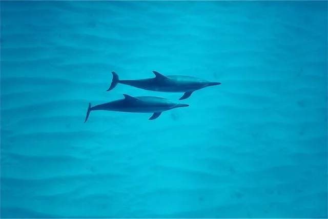 Oahu Swim with Dolphins Tour - Image 5