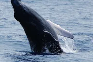 Kailua-Kona Whale Watching Cruise thumbnail 5