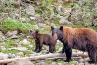 Seattle Canadian Rockies National Parks Tour 7 Days thumbnail 4