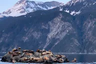 Skagway Scenic Wildlife Cruise thumbnail 6