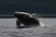 Icy Strait Whale Watching Adventure 3 hr thumbnail 1