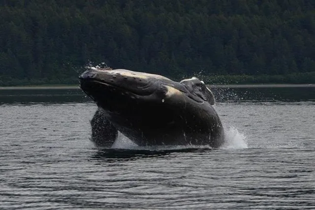 Icy Strait Whale Watching Adventure 3 hr - Image 1