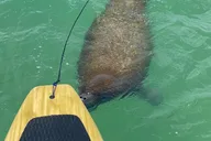 Bonita Springs Dolphin, Manatee, and Sea Turtle Adventure thumbnail 6
